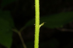 Stem-of-Rock-Geranium