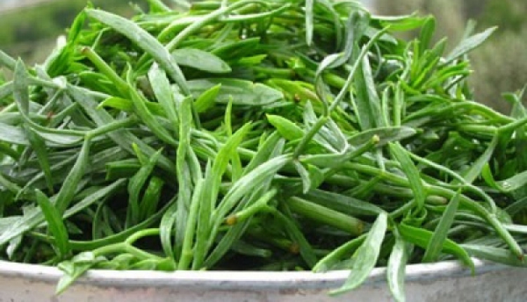 Collected--Rock-Samphire