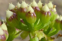 Closer-view-of-fruit-of--Rock-Samphire