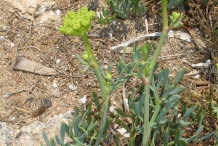 Rock-Samphire-Plant