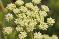 Flower-of--Rock-Samphire