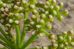 Fruits-of--Rock-Samphire