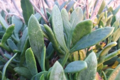 Leaves-of--Rock-Samphire