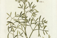 Plant-Illustration-of--Rock-Samphire