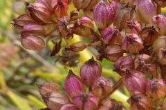 Ripening-Seed-of--Rock-Samphire