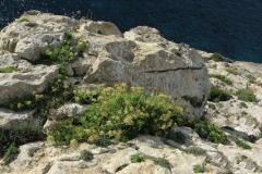 Rock-Samphire-Plant-growing-on-cliff