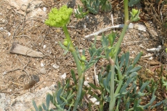 Rock-Samphire-Plant