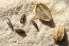 Seeds-of--Rock-Samphire