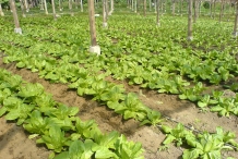 Romaine-lettuce-farm