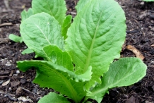 Romaine-lettuce-plant