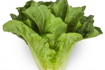 Romaine-lettuce