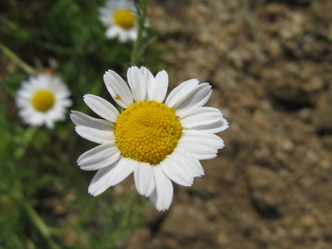 Flower-of-Roman-Chamomile