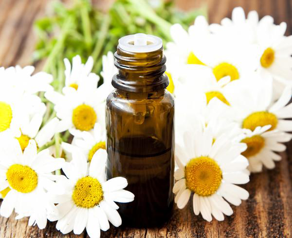 Health Benefits Of Roman Chamomile Health Benefits Health Benefits Of Roman Chamomile Health Benefits