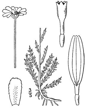 Roman-Chamomile-plant-Sketch