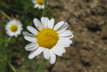 Flower-of-Roman-Chamomile