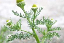 Leaf-and-bud-of-Roman-Chamomile