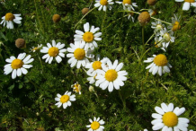 Roman-Chamomile-Plant