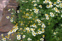 Roman-Chamomile-bushes
