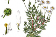Roman-Chamomile-plant-Illustration