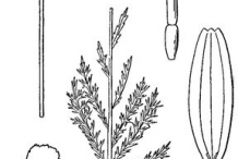 Roman-Chamomile-plant-Sketch