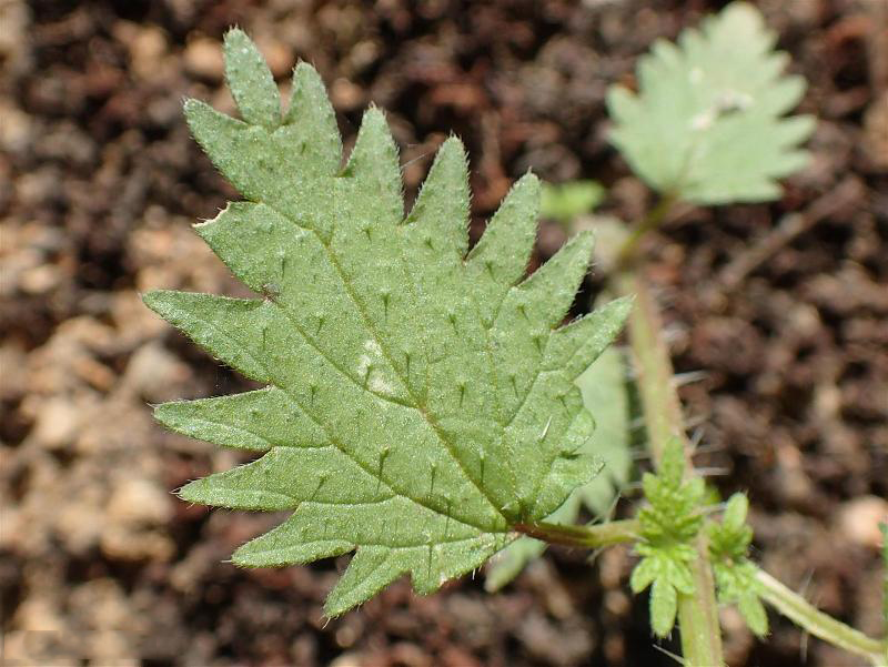 Closer-view-of-leaves-of-Roman-nettle