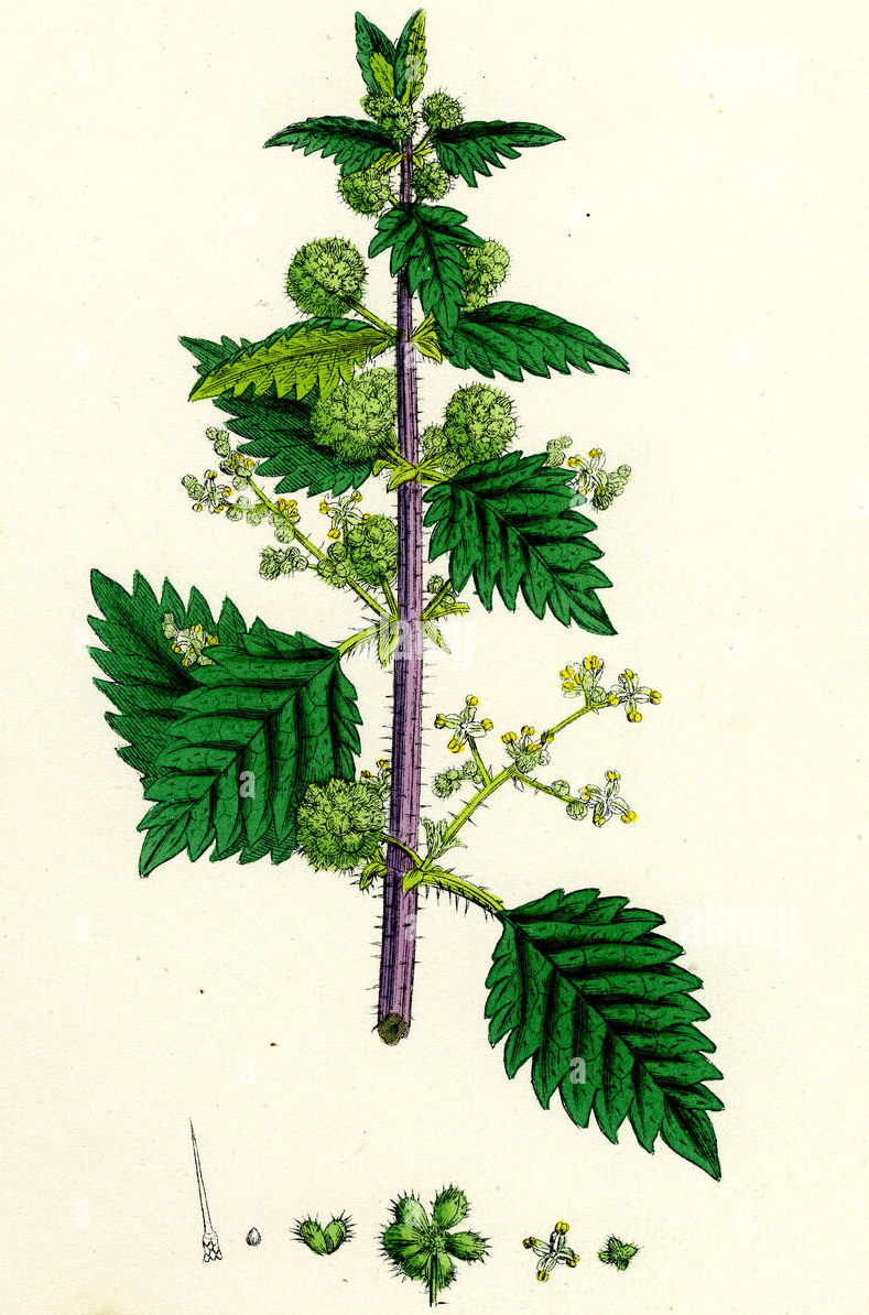 Plant-Illustration-of-Roman-nettle