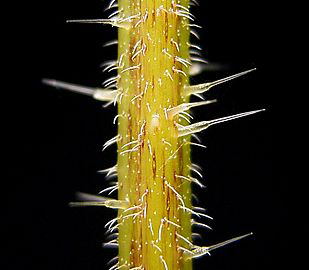 Spines-of-Roman-nettle