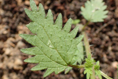 Closer-view-of-leaves-of-Roman-nettle