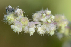 Flower-of-Roman-nettle