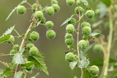 Immature-fruits-of-Roman-nettle