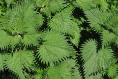 Leaves-of-Roman-nettle