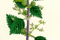 Plant-Illustration-of-Roman-nettle