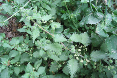 Roman-nettle-plant-growing-wild