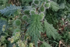 Roman-nettle-plant