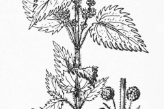 Sketch-of-Roman-nettle
