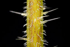 Spines-of-Roman-nettle