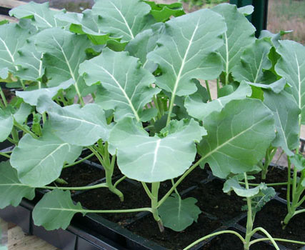 Romanesco-broccoli-plant