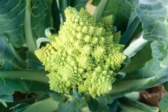Romanesco-broccoli-on-the-plant