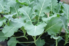 Romanesco-broccoli-plant