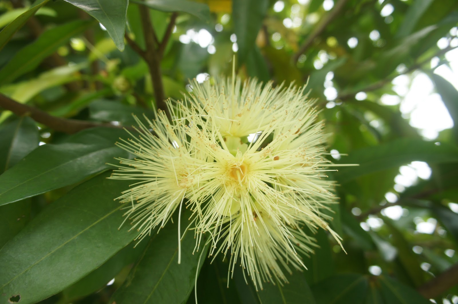 Close-up-flower-of-Rambutan