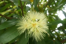 Close-up-flower-of-Rambutan