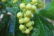 Flower-bud-of-Rose-apple