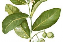 Illustration-of-Rose-apple