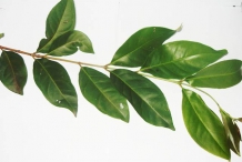 Leaves-of-Rose-apple