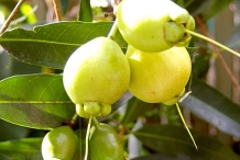 Rose-apple-fruit