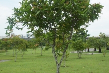 Rose-apple-tree