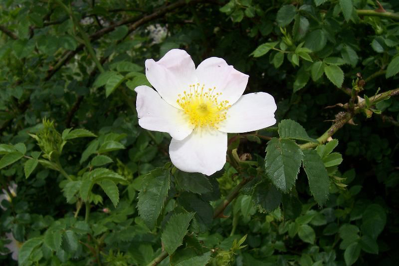Close-up-flower-of-Rose-hip