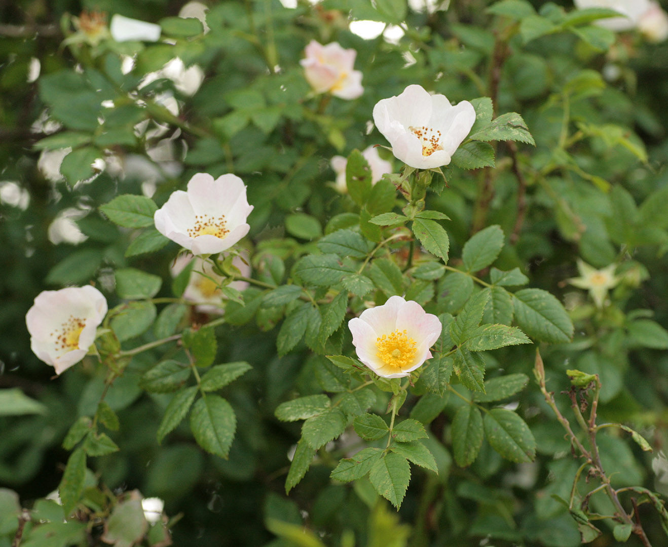 Rose-hip-flowers