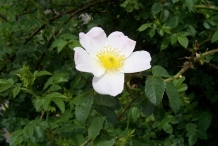 Close-up-flower-of-Rose-hip