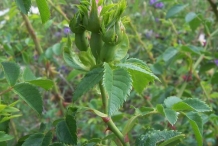 Flower-bud-of-Rose-hip